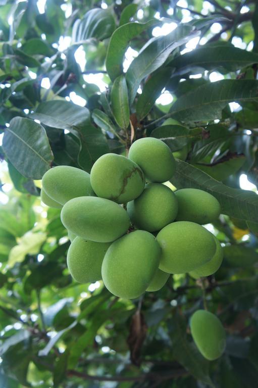 Cashew Nut Village Bophut Kültér fotó