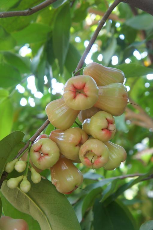 Cashew Nut Village Bophut Kültér fotó