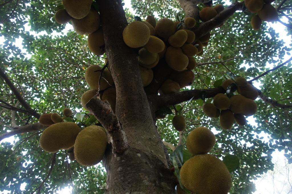 Cashew Nut Village Bophut Kültér fotó